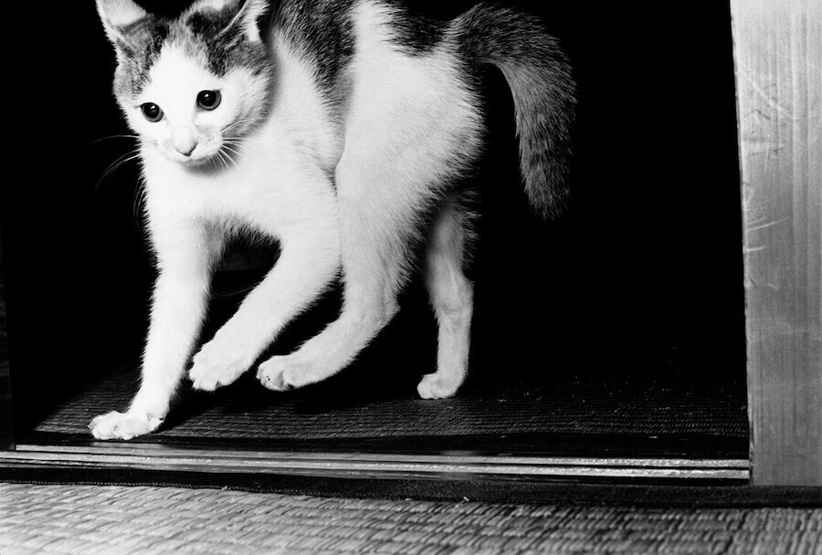 masahisa fukase retrato gato 8