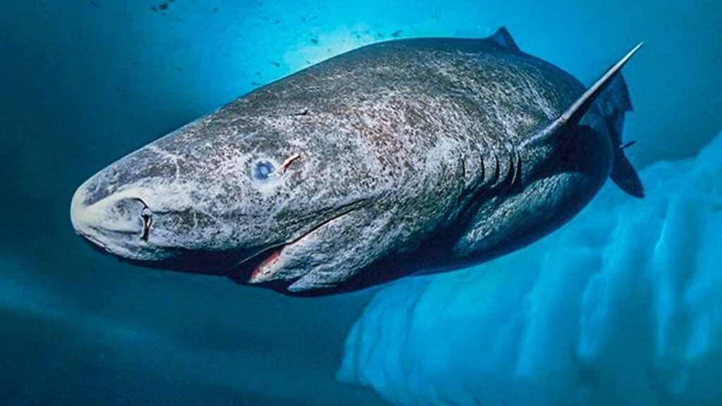 tiburon naturaleza oceano ciencia 1