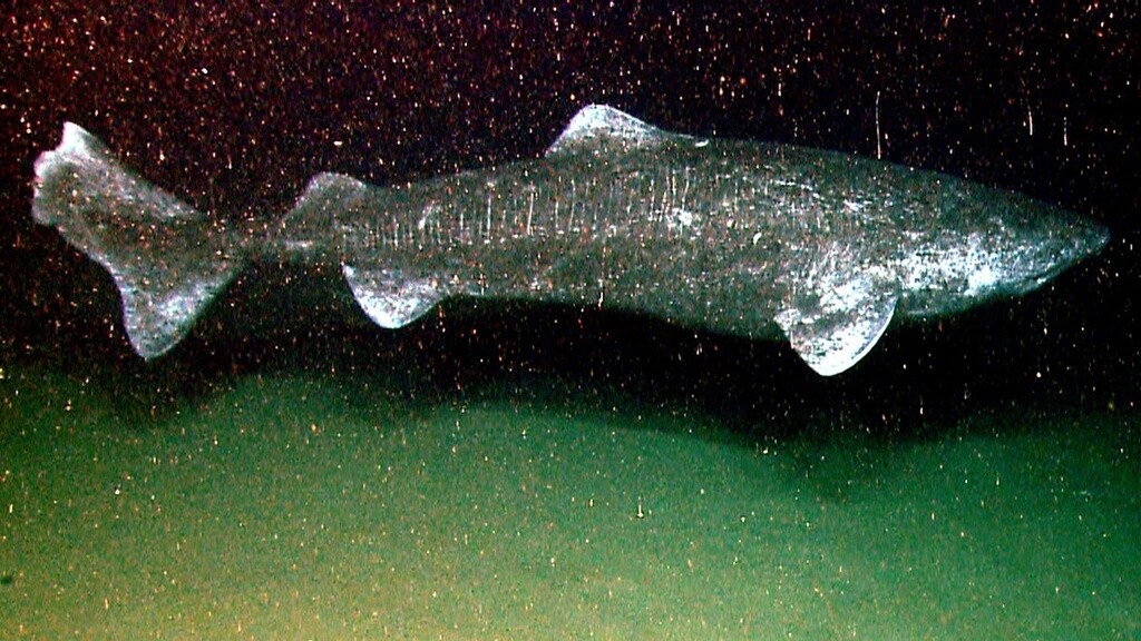tiburon naturaleza oceano ciencia 2