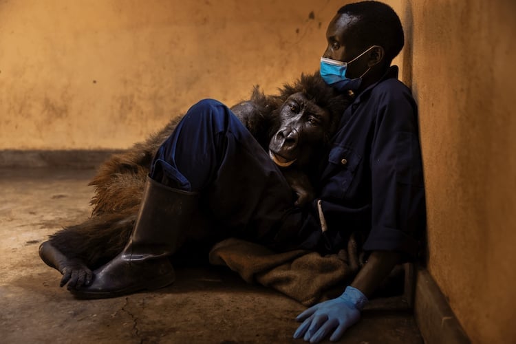 Muere en brazos de su cuidador 'Ndakasi', la gorila que rescató hace 14 años