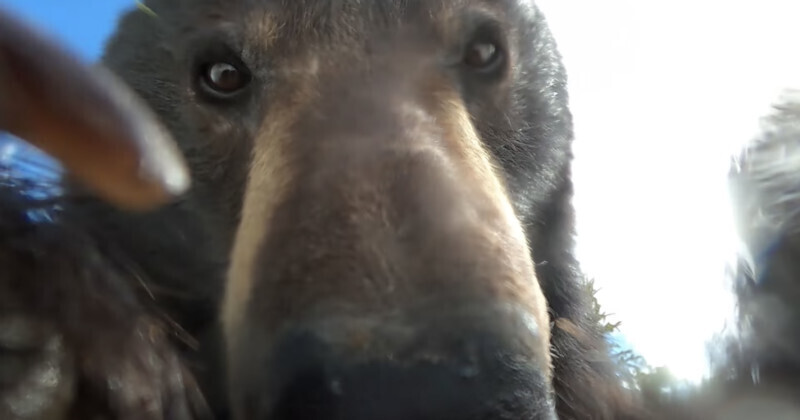 dylan schilt gopro naturaleza animal humor 1