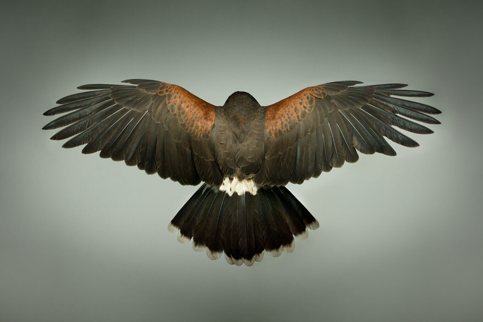 mark harvey fotografia silvestre aves naturaleza 6