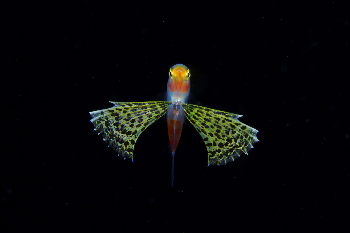 ryo minemizu fotografia subacuatica naturaleza oceano 1