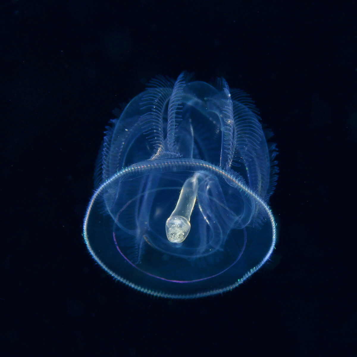 ryo minemizu fotografia subacuatica naturaleza oceano 10
