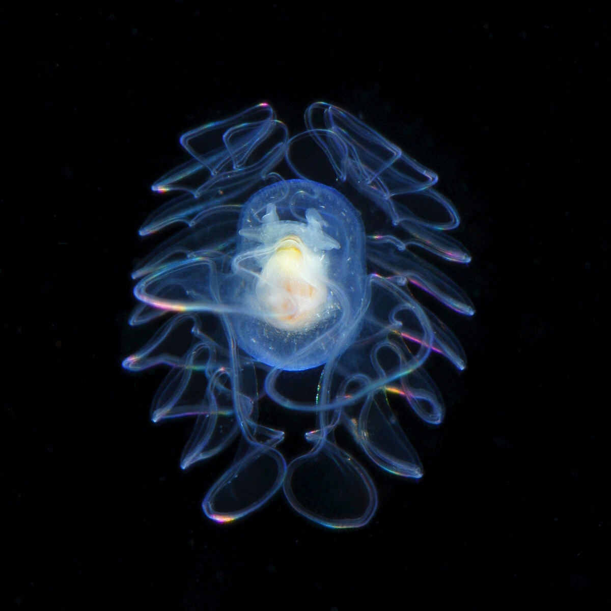 ryo minemizu fotografia subacuatica naturaleza oceano 11