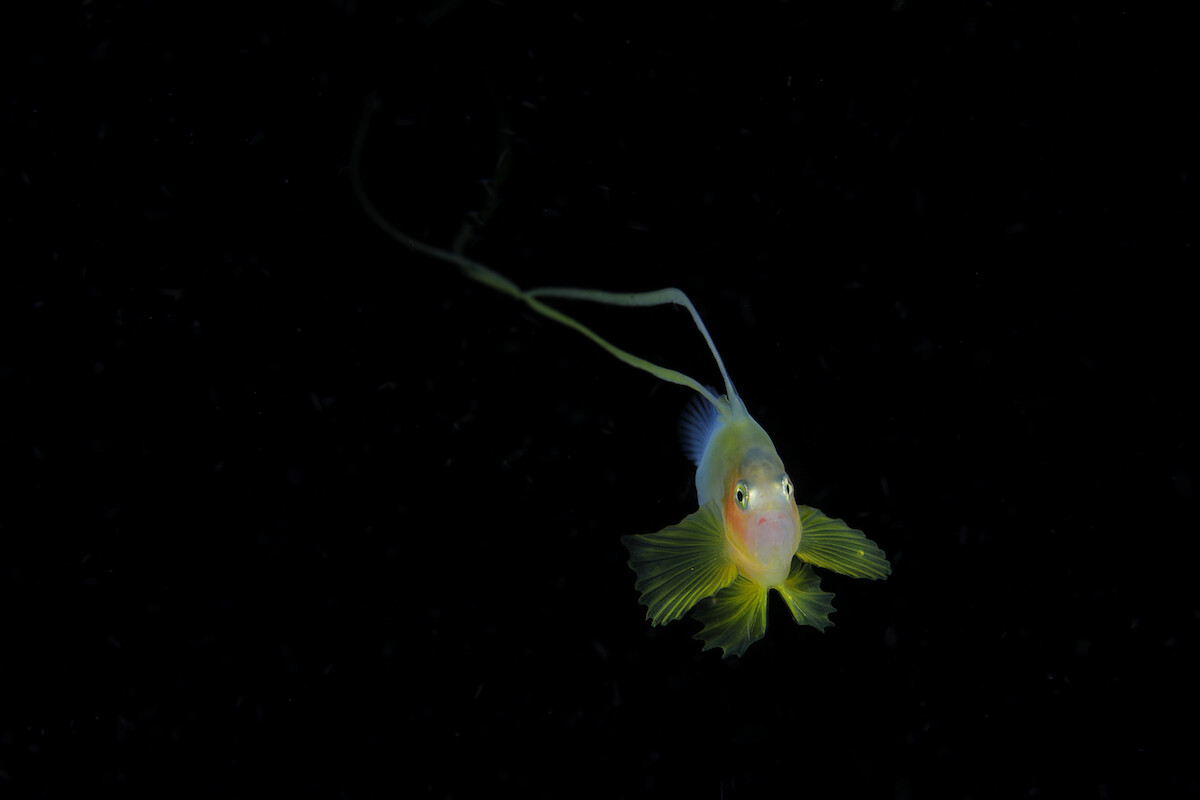 ryo minemizu fotografia subacuatica naturaleza oceano 12