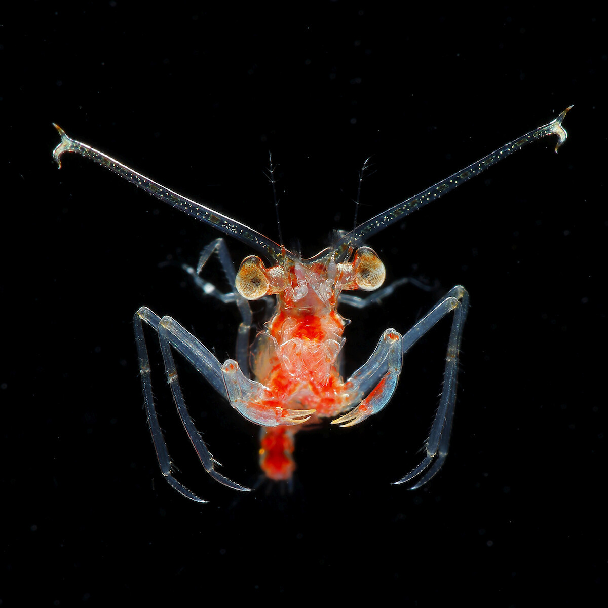 ryo minemizu fotografia subacuatica naturaleza oceano 2