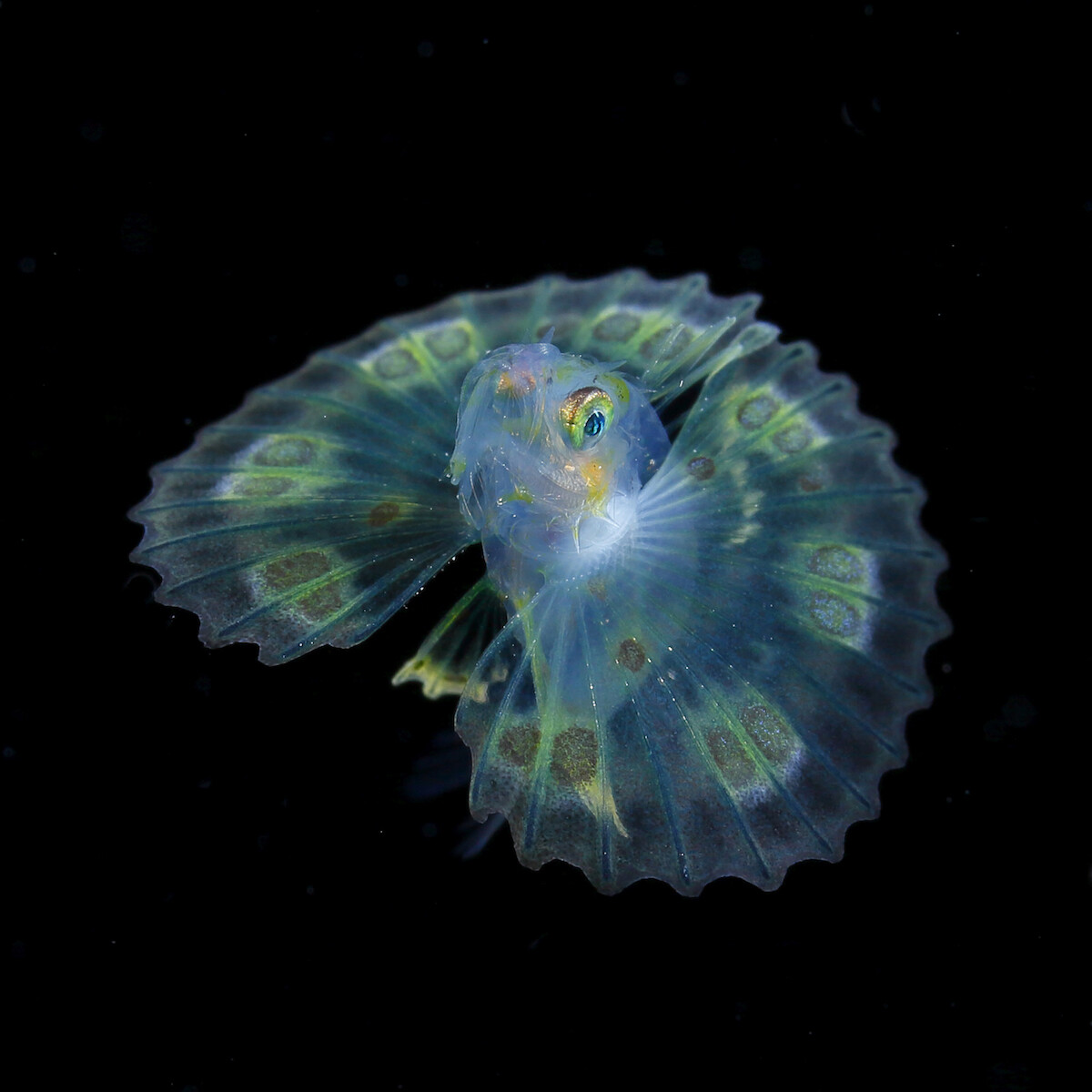 ryo minemizu fotografia subacuatica naturaleza oceano 4