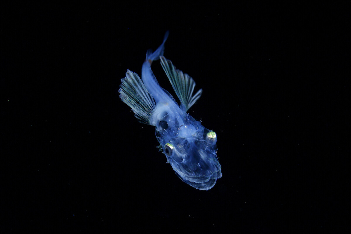 ryo minemizu fotografia subacuatica naturaleza oceano 5