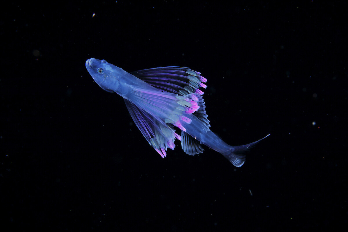 ryo minemizu fotografia subacuatica naturaleza oceano 6