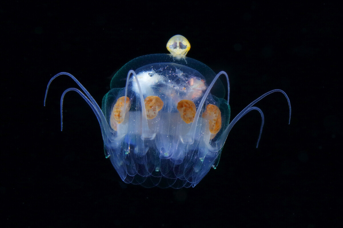 ryo minemizu fotografia subacuatica naturaleza oceano 7