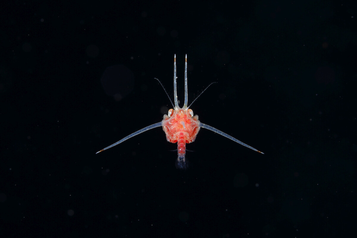 ryo minemizu fotografia subacuatica naturaleza oceano 9