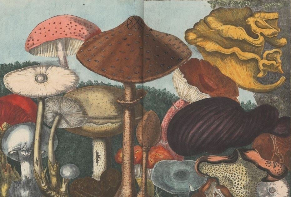 Fabulosas ilustraciones del primer atlas de hongos por un botánico francés