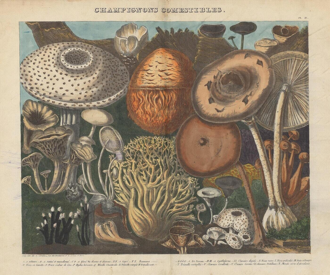 atlas catalogo hongos setas ilustraciones botanica 1