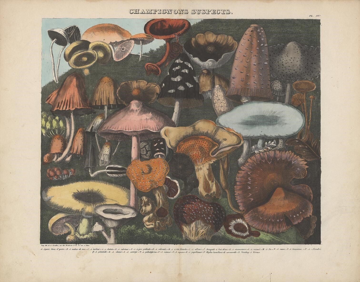 atlas catalogo hongos setas ilustraciones botanica 2