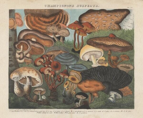 atlas catalogo hongos setas ilustraciones botanica 3