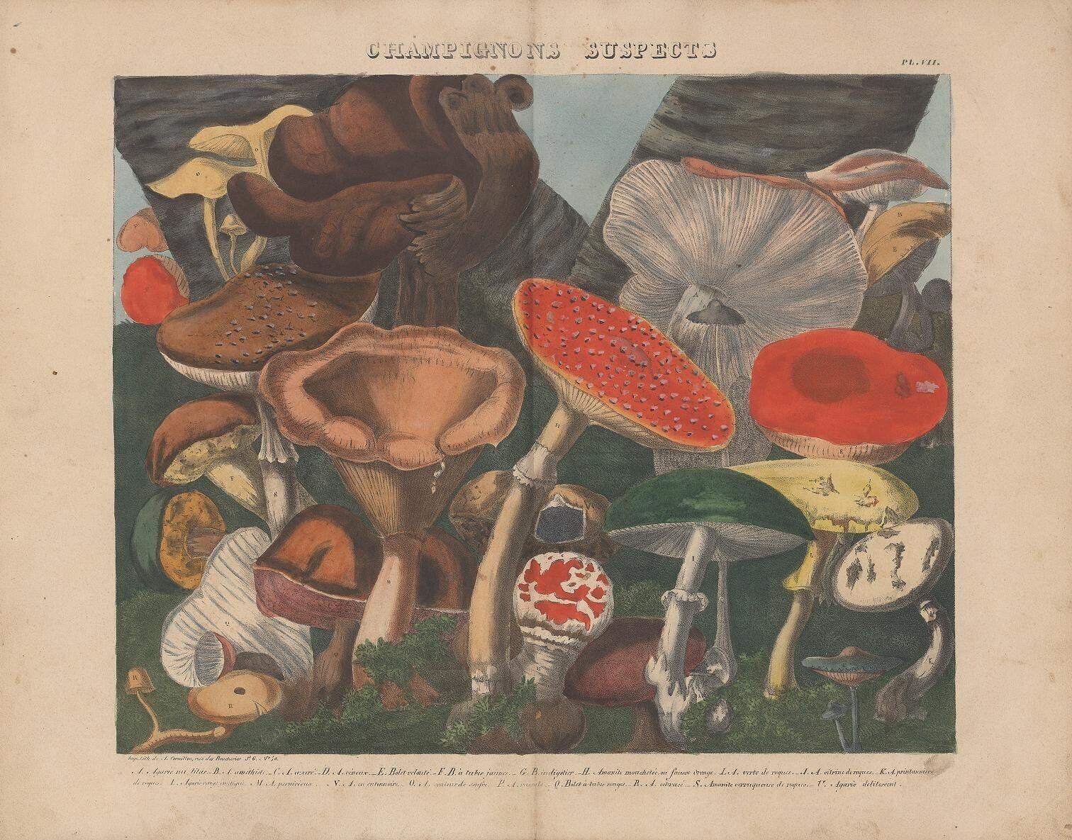 atlas catalogo hongos setas ilustraciones botanica 4