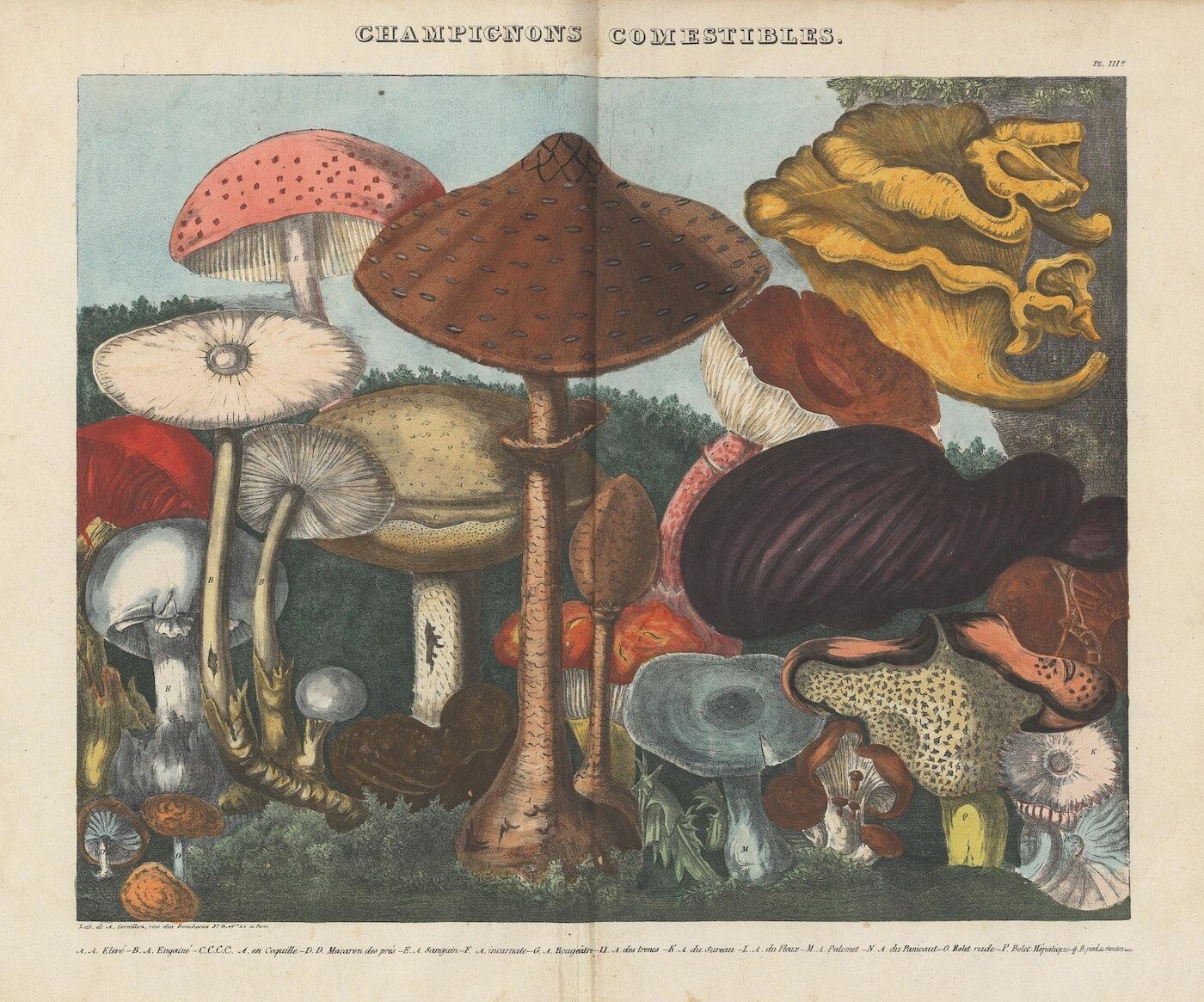 atlas catalogo hongos setas ilustraciones botanica 6