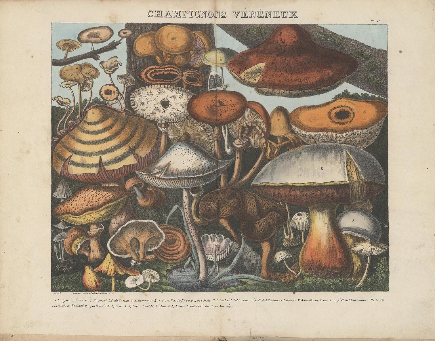 atlas catalogo hongos setas ilustraciones botanica 7