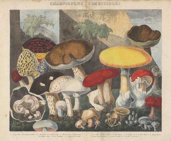 atlas catalogo hongos setas ilustraciones botanica 8