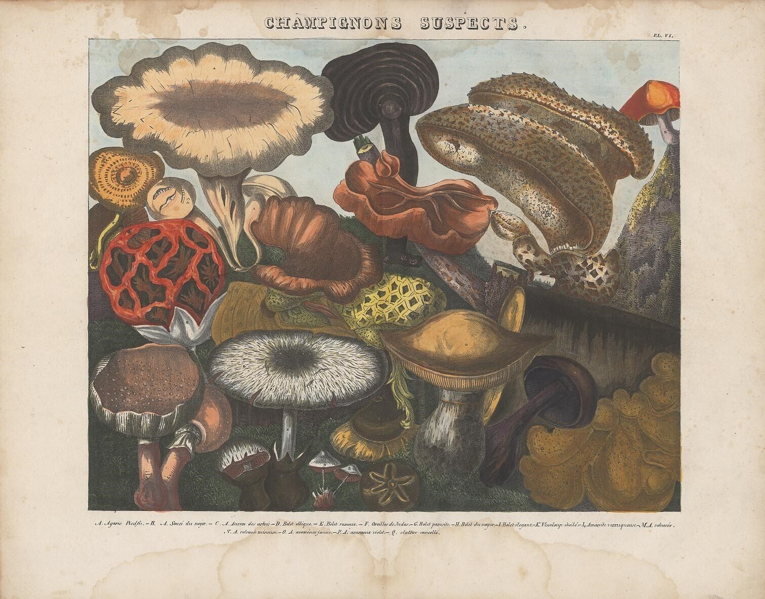 atlas catalogo hongos setas ilustraciones botanica 9