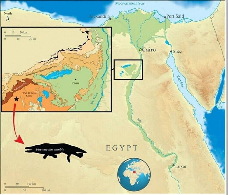 ballena prehistorica cuatro patas egipto 1