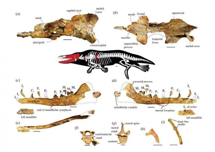 ballena prehistorica cuatro patas egipto 2