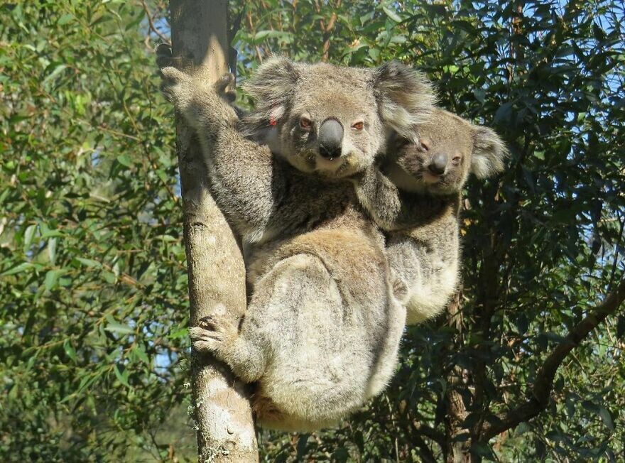 bear australia perro koala naturaleza 3