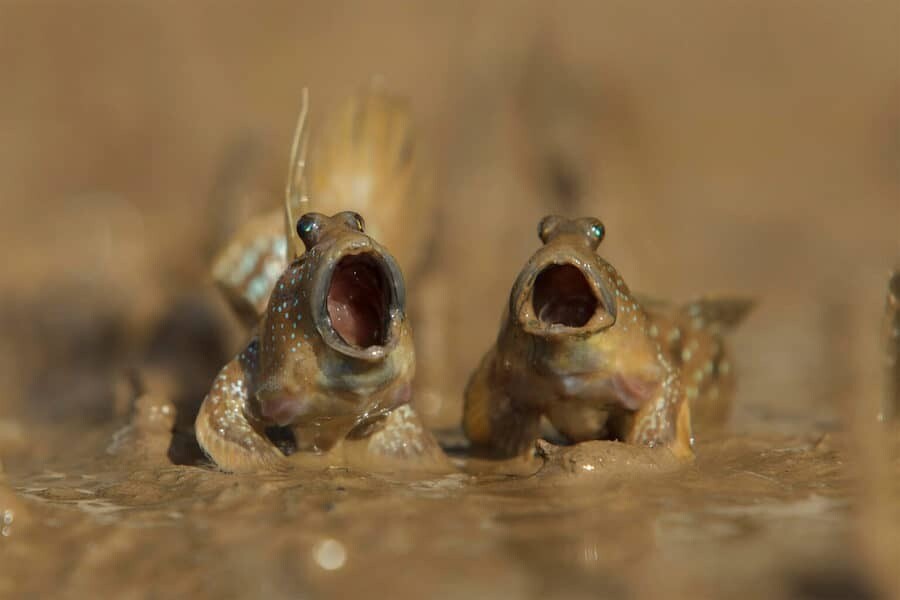 close up photographer year fotografia animales macro 10