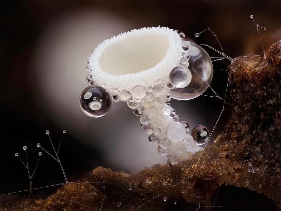 close up photographer year fotografia animales macro 1