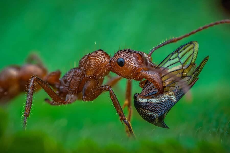 close up photographer year fotografia animales macro 2