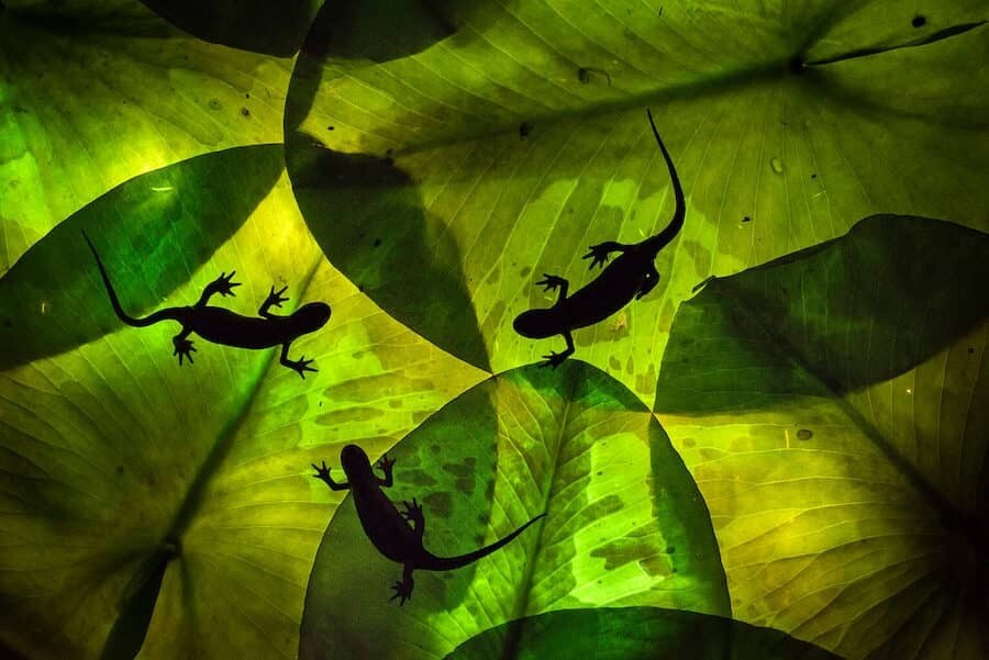 close up photographer year fotografia animales macro 3