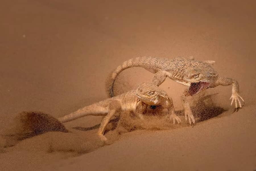 close up photographer year fotografia animales macro 5