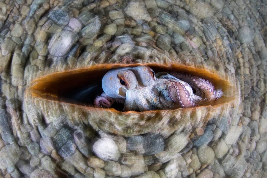 close up photographer year fotografia animales macro 7