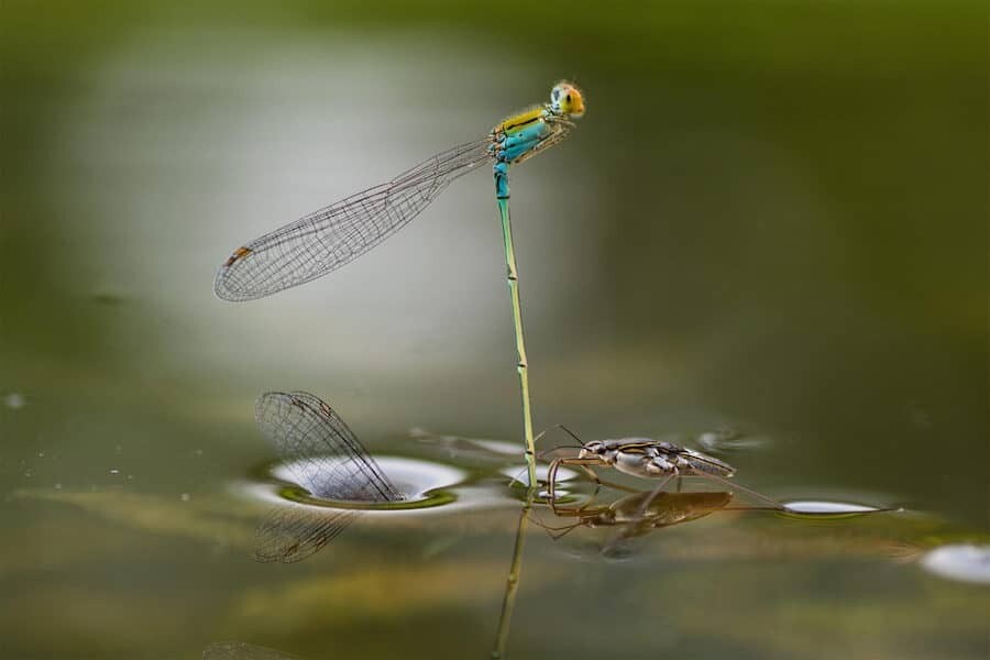 close up photographer year fotografia animales macro 8