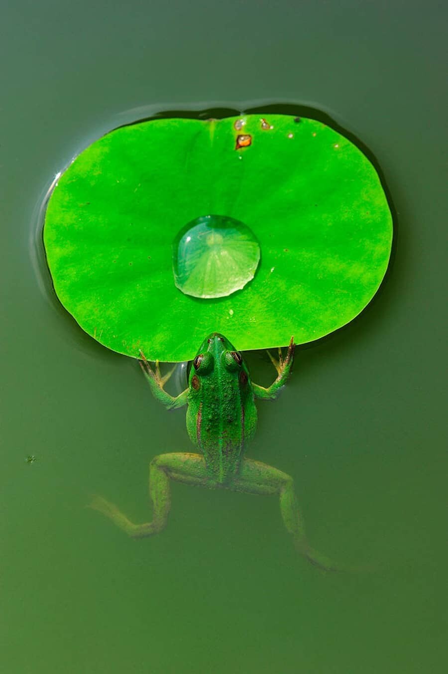 close up photographer year fotografia animales macro 9