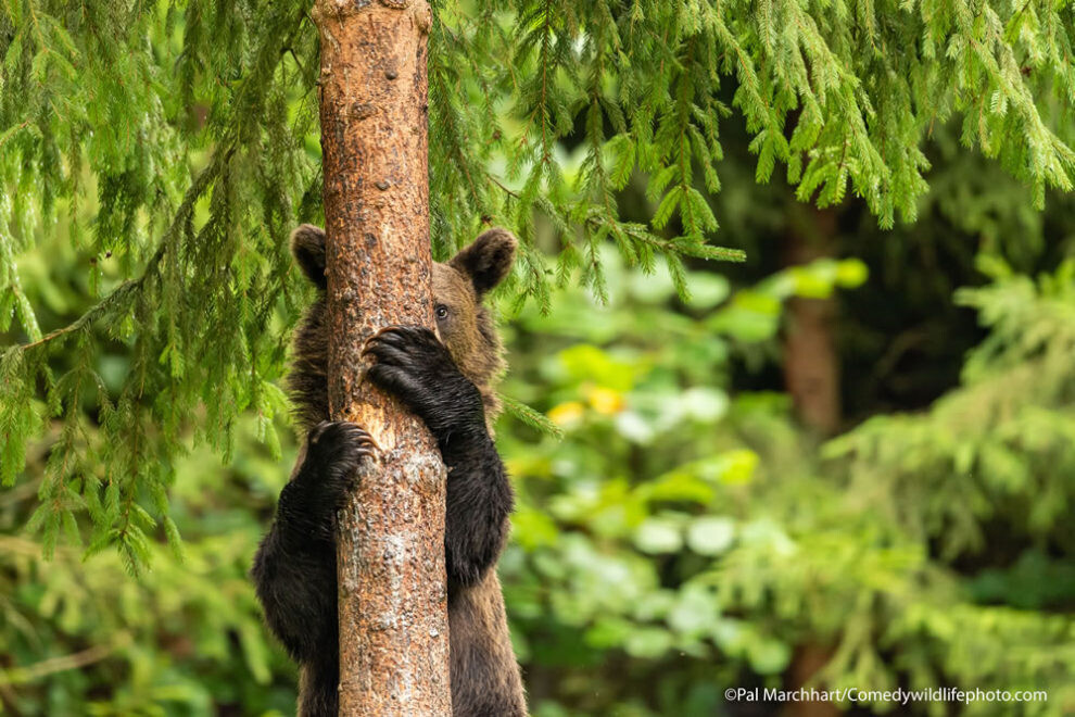 comedy wildlife photography awards humor naturaleza reino animal fotografia silvestre 11