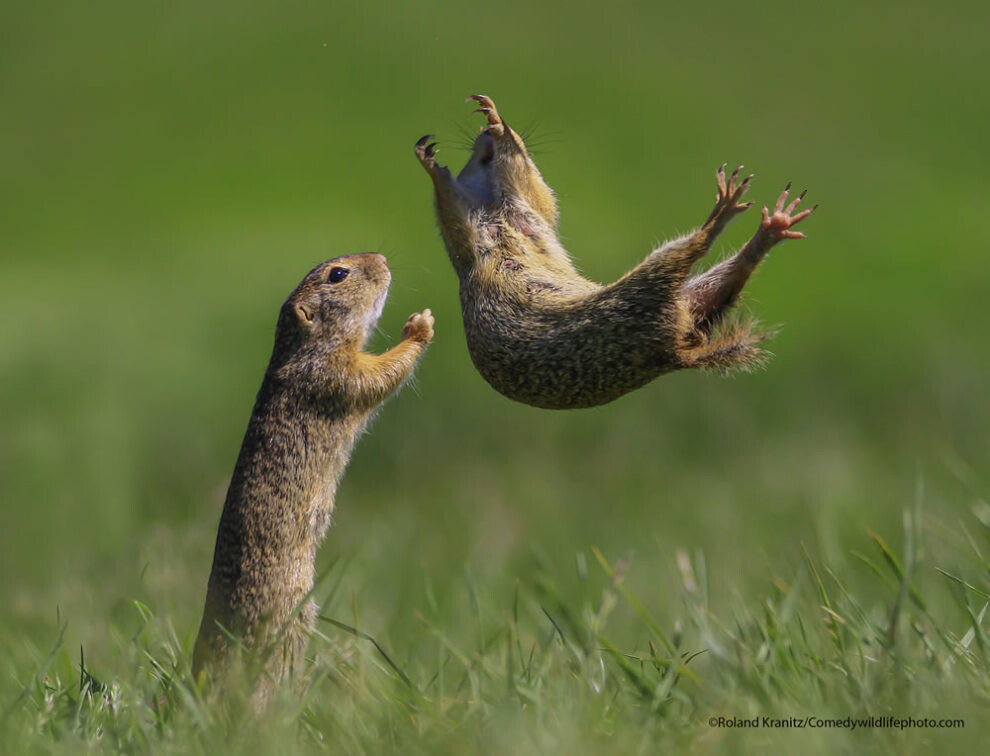 comedy wildlife photography awards humor naturaleza reino animal fotografia silvestre 12