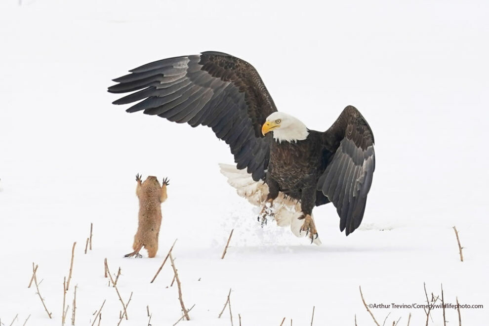 comedy wildlife photography awards humor naturaleza reino animal fotografia silvestre 3
