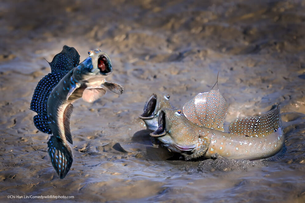 comedy wildlife photography awards humor naturaleza reino animal fotografia silvestre 7