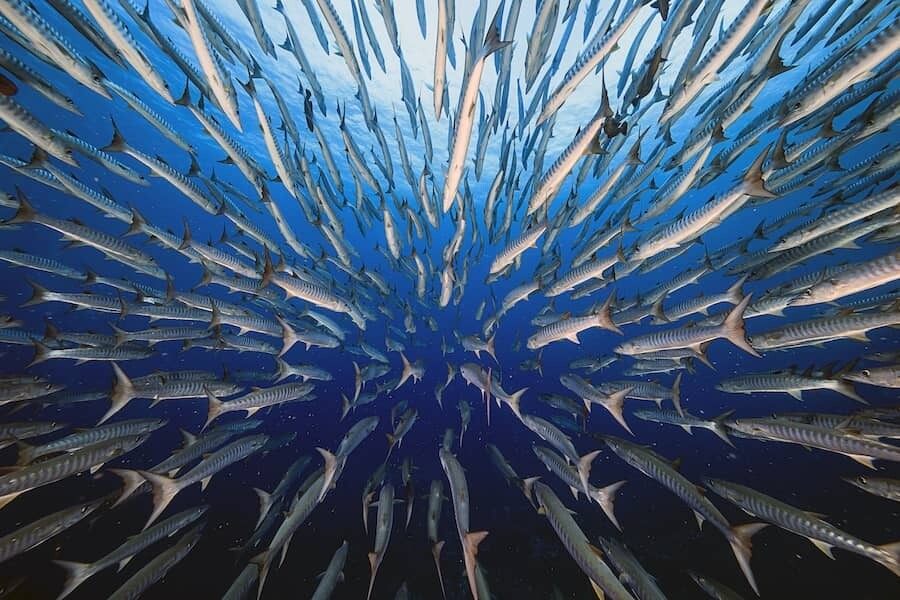 concurso fotografia big picture 9
