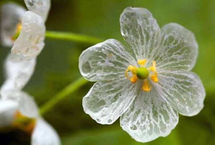 Skeleton flowers o flor esqueleto, flor transparente con la lluvia