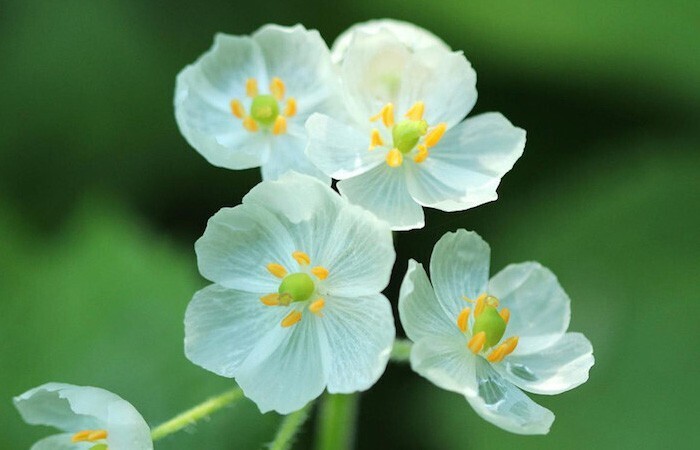 Skeleton flowers o flor esqueleto, flor transparente con la lluvia