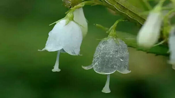 Skeleton flowers o flor esqueleto, flor transparente con la lluvia