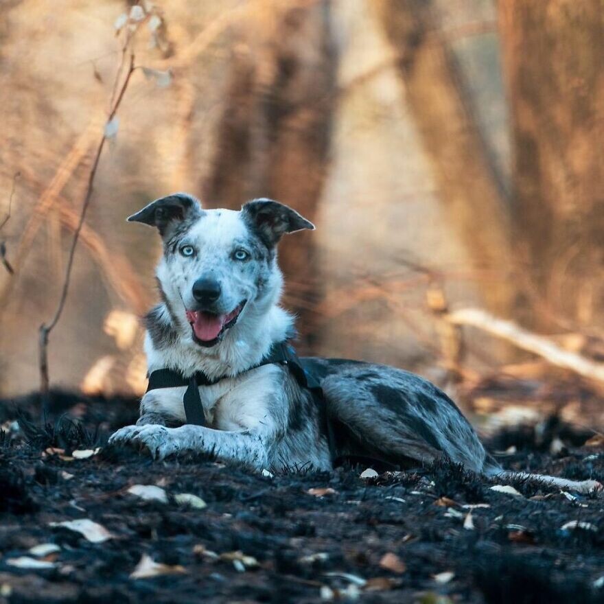 el perro que salvó a más de 100 koalas durante los devastadores incendios en australia 2