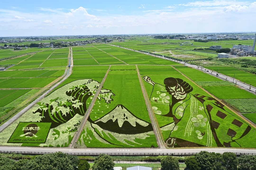 festival arroz japon dibujos murales rice 1