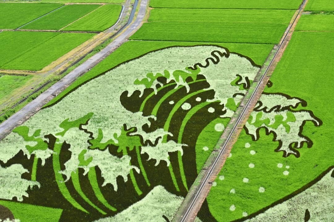 festival arroz japon dibujos murales rice 2