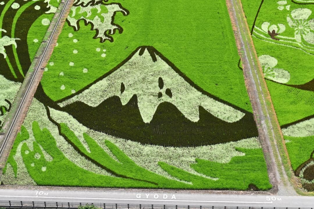 festival arroz japon dibujos murales rice 4