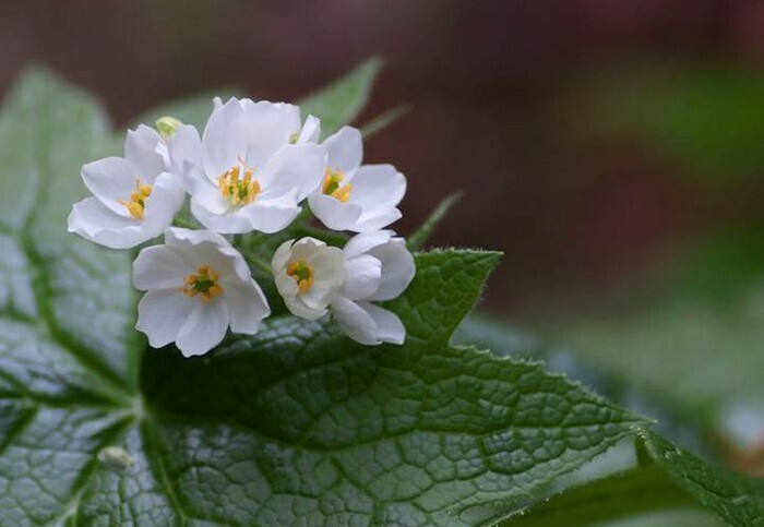 Skeleton flowers o flor esqueleto, flor transparente con la lluvia