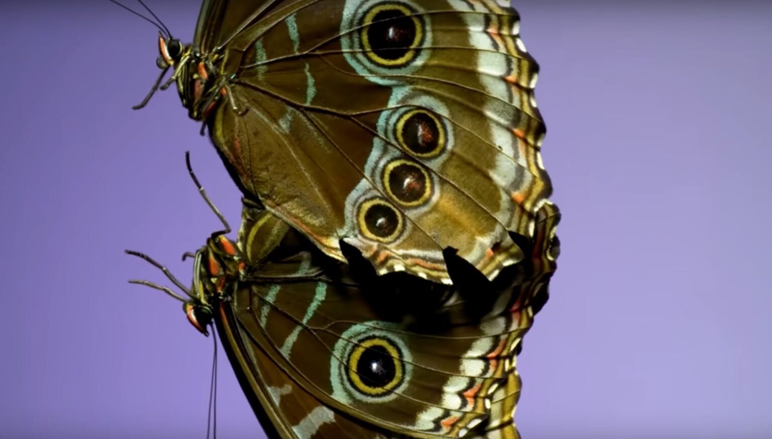 Las asombrosas alas de las mariposas
